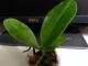 Орхидея phalaenopsis zheng min anaconda
