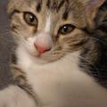 Котенок в дар ответственным людям
