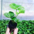 Саженцы клубники крупноплодной