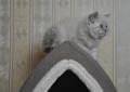 Невские Маскарадные котята