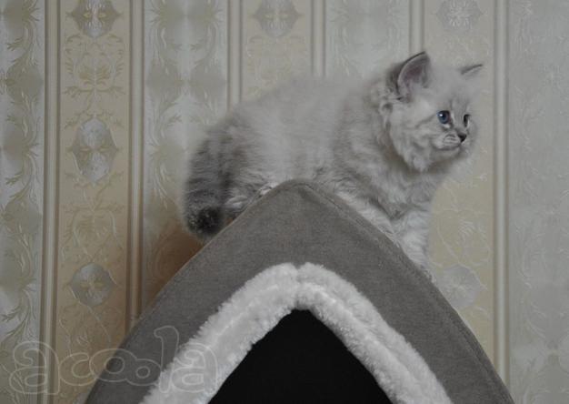 Невские Маскарадные котята