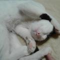 Котенок мальчик 3мес в дар, очень ласковый
