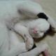 Котенок мальчик 3мес в дар, очень ласковый