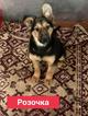 Милые щеночки в добрые руки