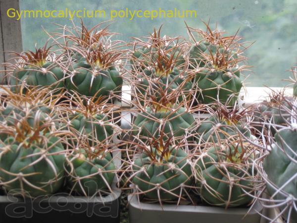 Продажа сеянцев кактусов