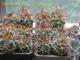 Сеянцы Gymnocalycium polycephalum от Kohres