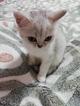 Шотландские Скоттиш Страйты