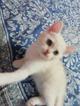 Шотландские Скоттиш Страйты