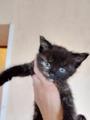 Ищет дом котенок - трехцветка.