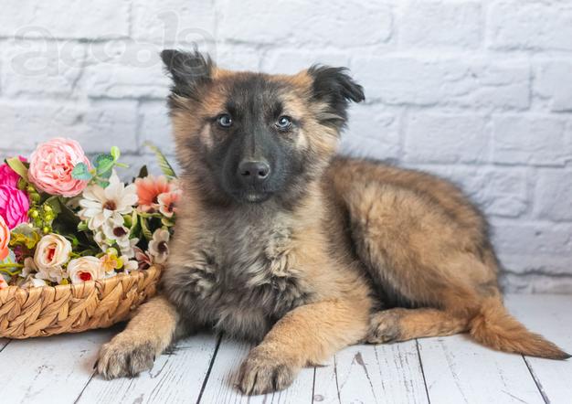 Мишель - активный «медвежонок» в добрые заботливые руки!