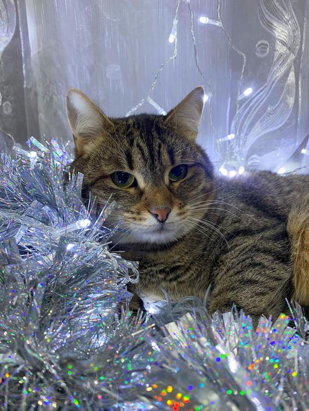 Ласковый малыш МурАмур ищет любящую семью!