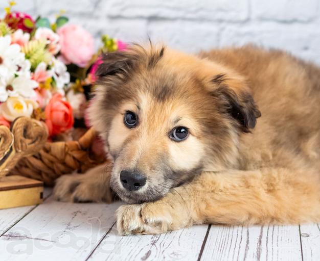 Нежный мальчик Балу ищет свою семью!