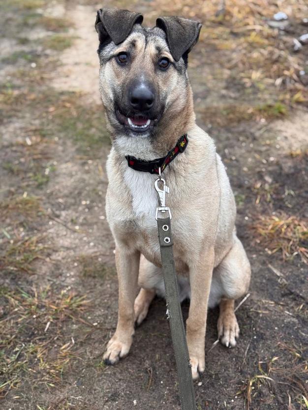 Ищем любящий дом для Бури - нежной и ласковой девочки, которая очень нуждается в семье!
