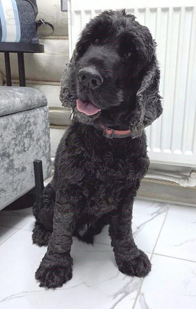 Ищет дом английский кокер-спаниель Даня.