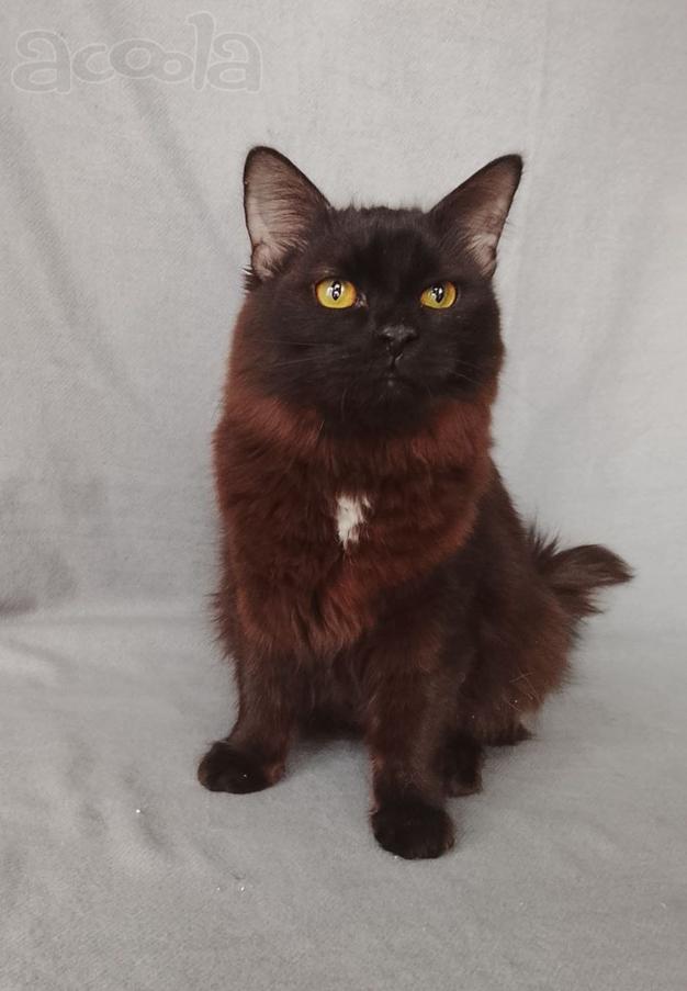 Дотти ищет дом!