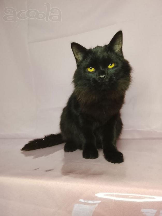 Красавица Гаяна в поисках своей семьи.