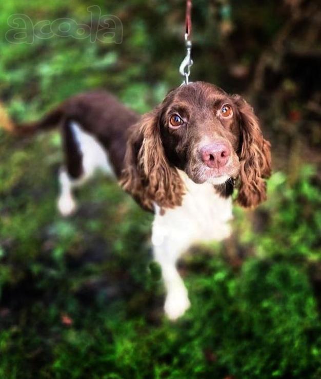 Ищет дом фенотип спаниеля Генри.