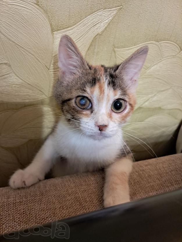 Ищет дом девочка Ириска!