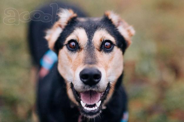 Молли ищет дом и человека, с которым будет делить каждое счастливое мгновение!