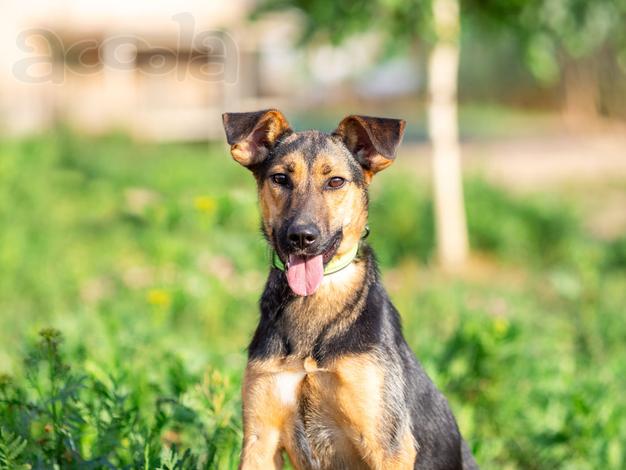 Активная красавица Ива ищет любящую семью!