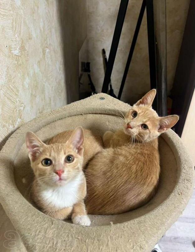 Очаровательные тигрята Рон и Гермиона в поисках дома!