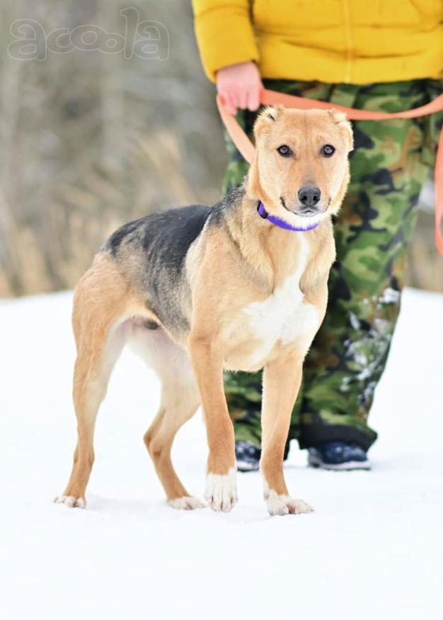 Добрая, ласковая, жизнерадостная собака Ласка ищет дом!