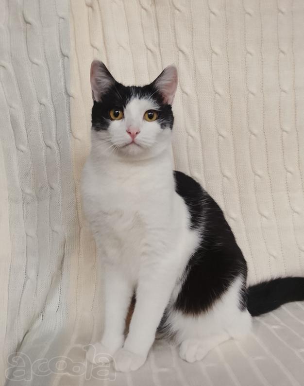 Котик Лаврик ищет дом!