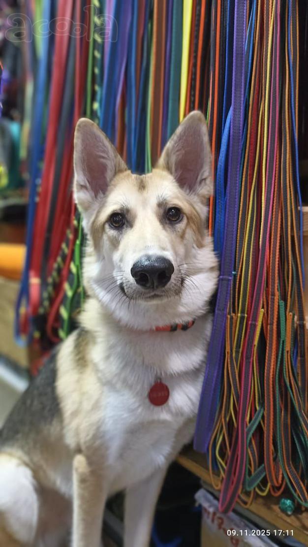 Лисенок ищет дом.