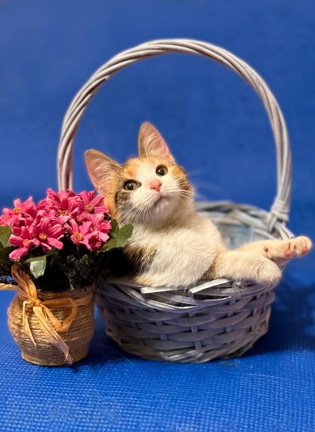 Котенок Люси ищет дом!
