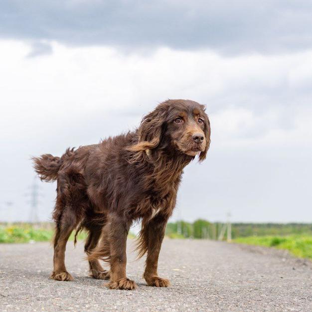 Фенотип спаниеля Марсель ищет дом.