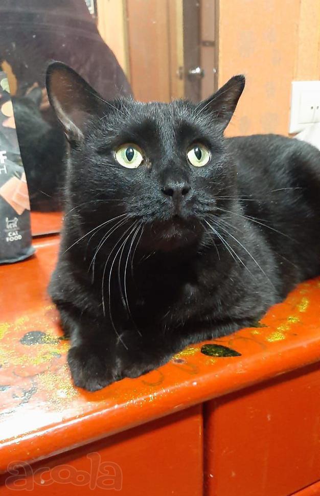 Одинокий кототерапевт желает познакомиться.