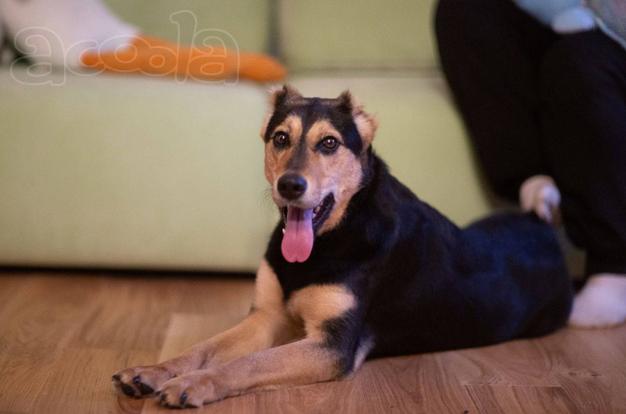 Очаровательная Молли ищет дом!