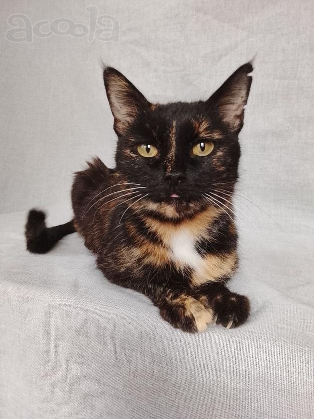 Мурка ищет дом!