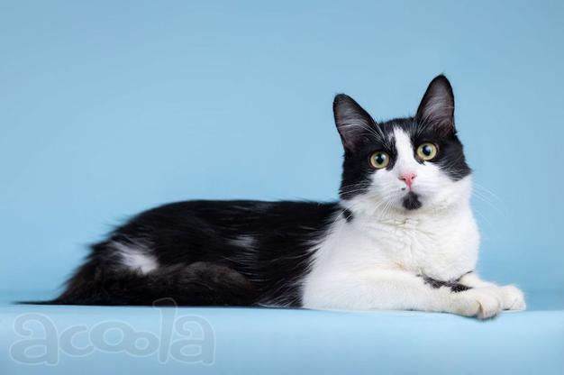 Нежный комочек счастья по имени Ника ждет своих хозяев!