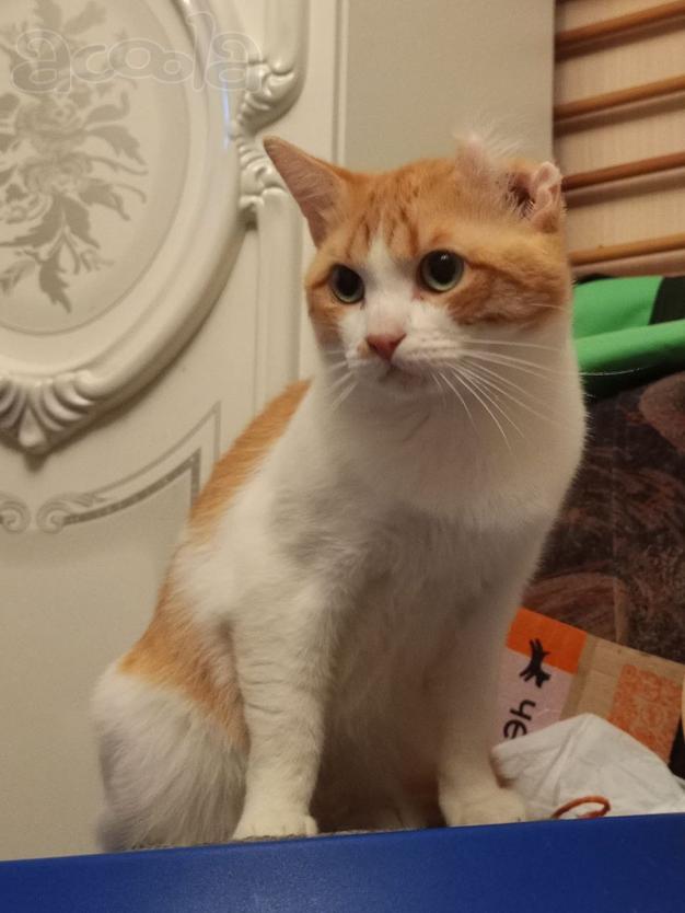 Замечательный котик Пьер Безухов ищет добрый дом!