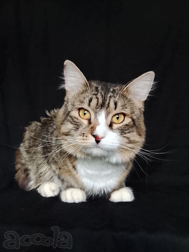 Котик Рафаэль ищет дом!