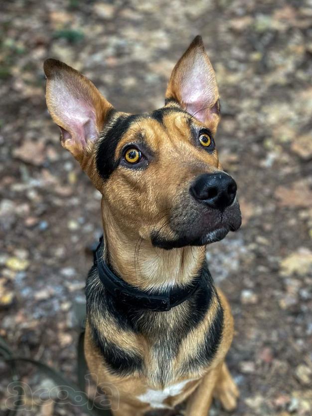 Умный, контактный, игривый Рокки ищет дом!