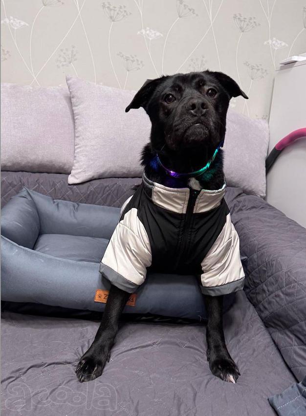 Ищу лучшую семью для лучшего мальчика!