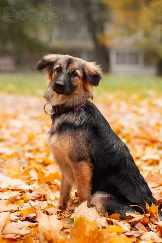 Соня в поисках семьи.