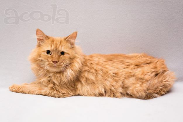 Рыжик ищет дом!