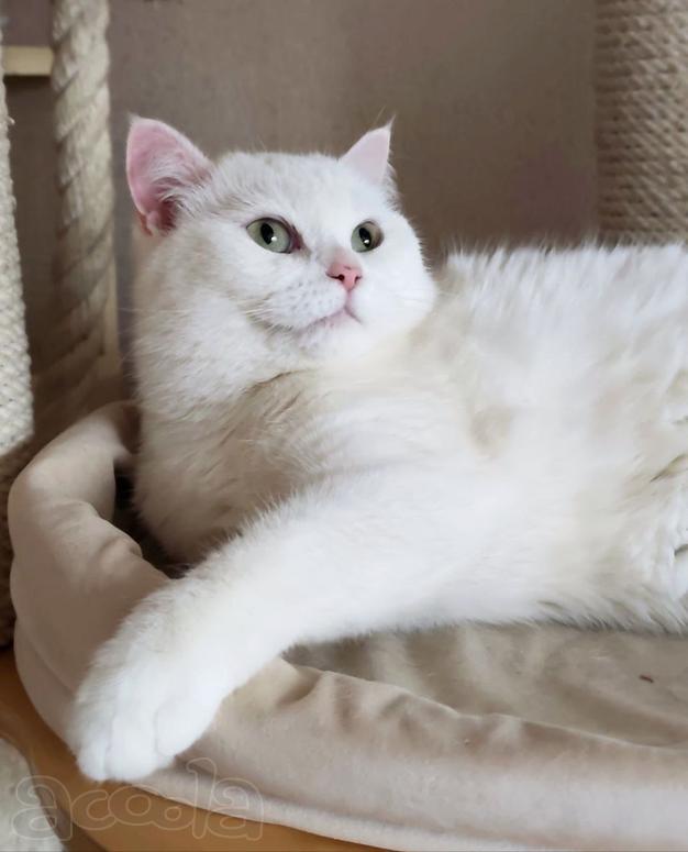 Снежанна ищет дом!