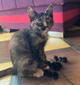 Котенок Алиса в добрые руки!
