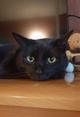 Одинокий кототерапевт желает познакомиться.