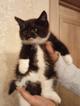 Ищет дом котенок Кузя.