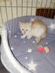 Котенок Персик станет лучшим другом.