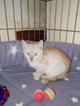 Котенок Персик станет лучшим другом.