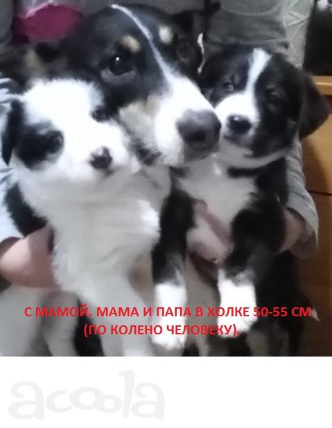 Отдам в любящие руки.