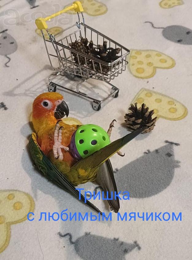 Аратинга солнечный птенец выкормыш от заводчика