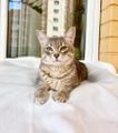 Сноу - молодой котик ищет дом, в добрые руки