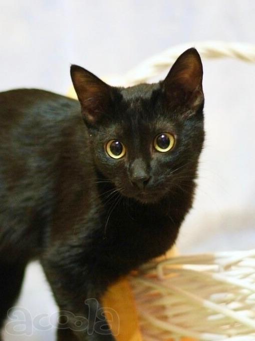 Котенок-инвалид Багира, стройняшка в черной шубке в добрые руки